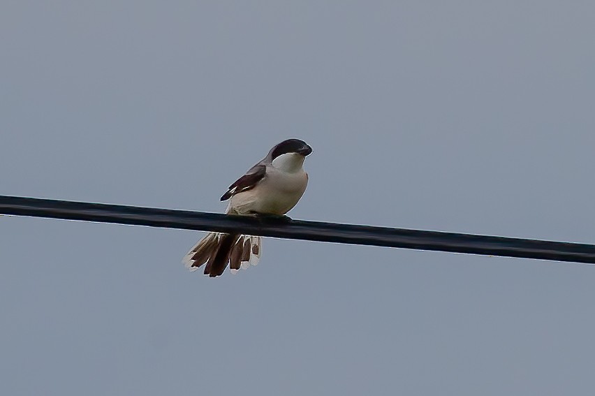 Lesser Gray Shrike - ML542255531