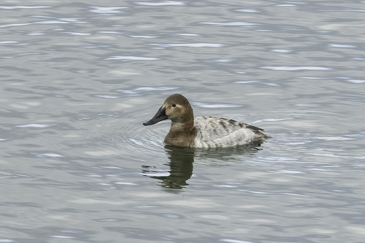 Canvasback - Kathryn McGiffen