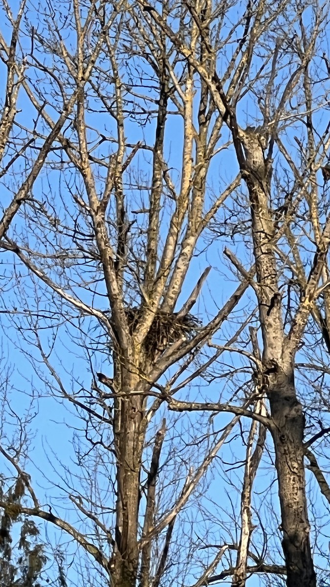 Bald Eagle - ML542256831