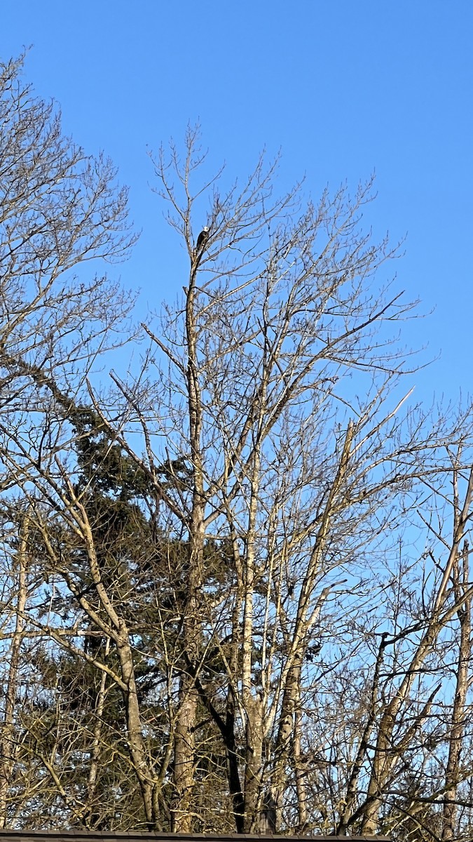 Bald Eagle - ML542256841