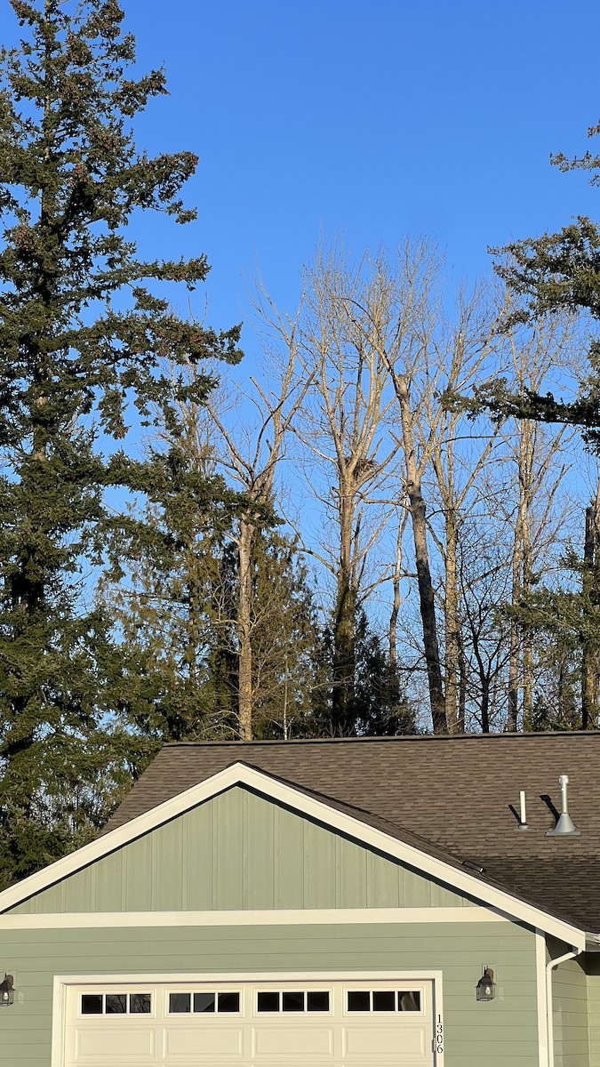 Bald Eagle - ML542256851