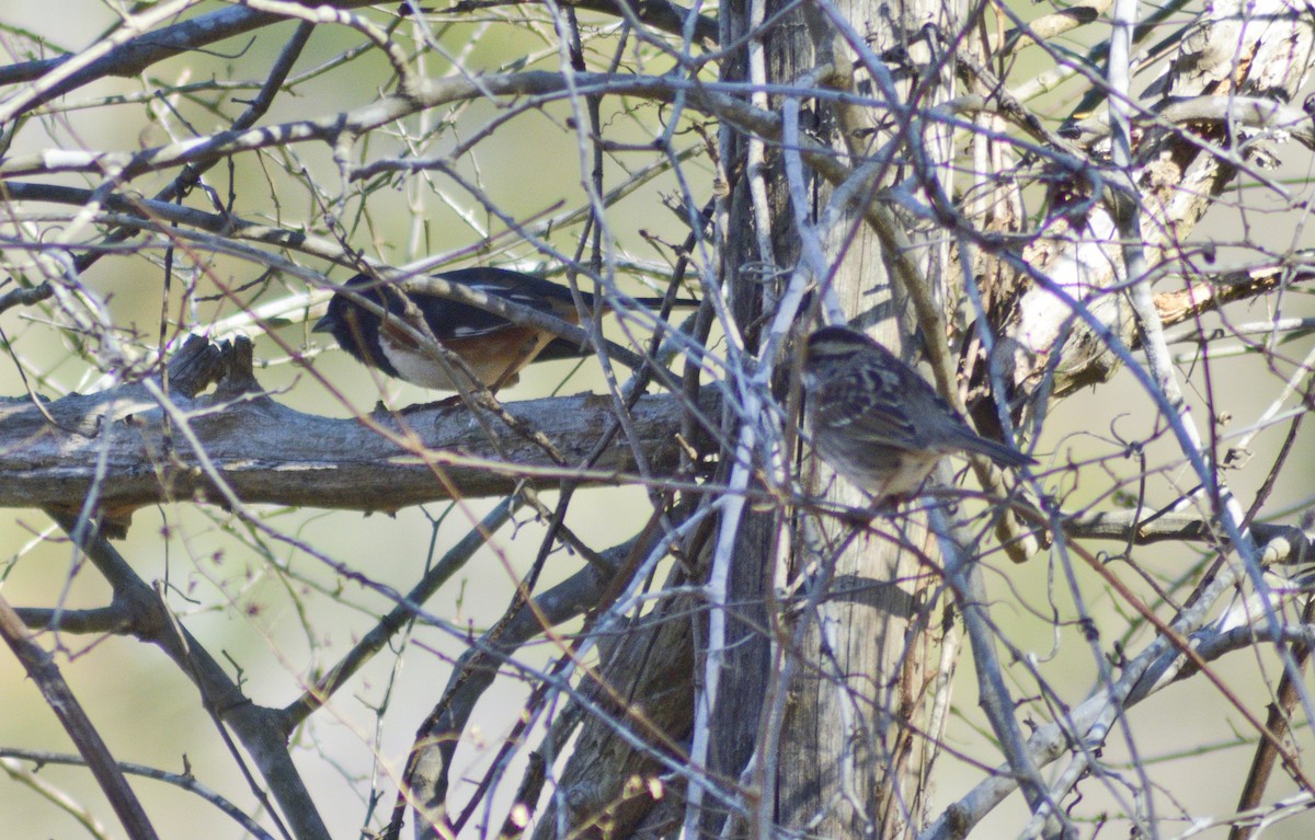 White-throated Sparrow - ML542259321