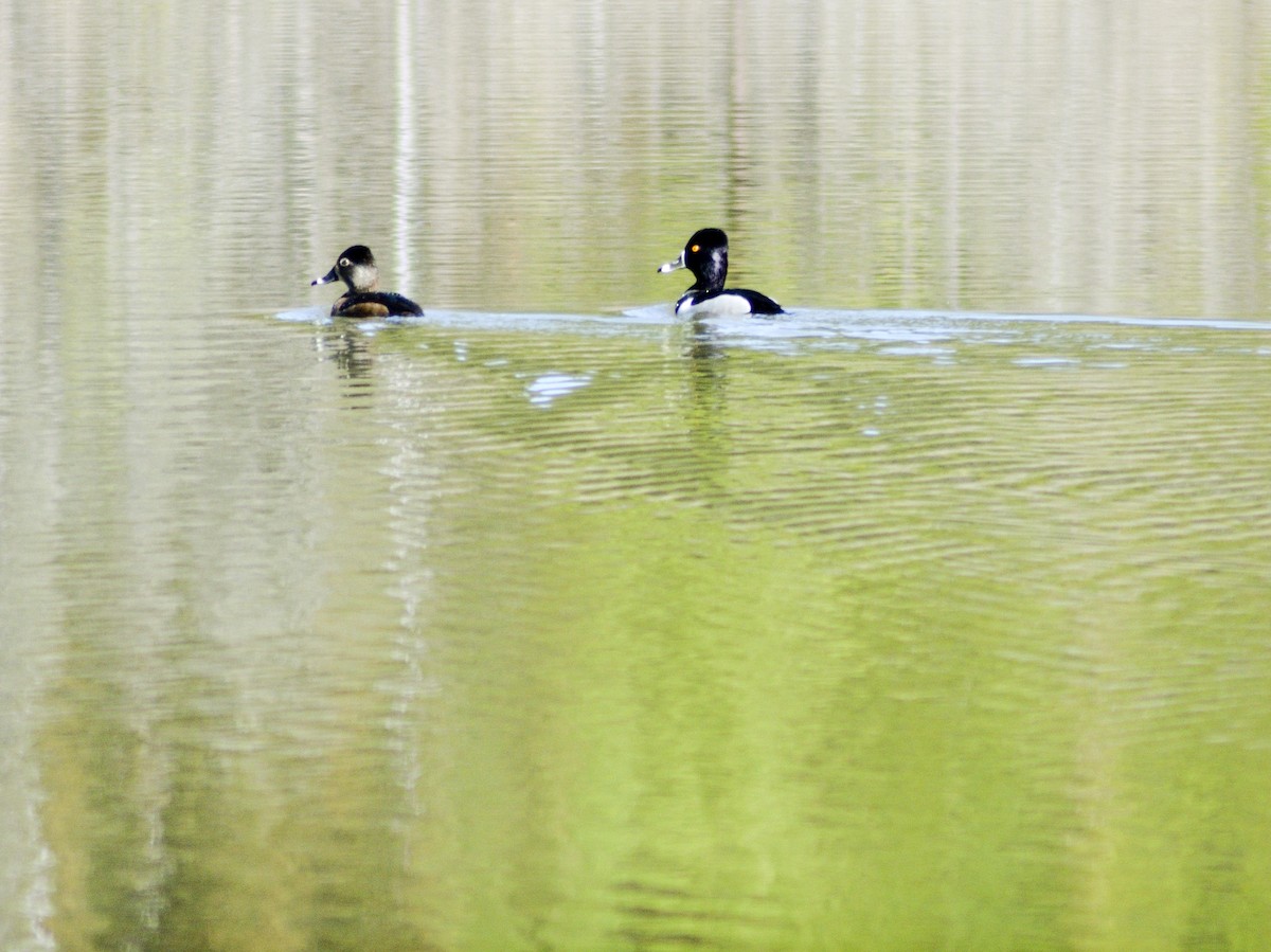 Ring-necked Duck - ML542260081