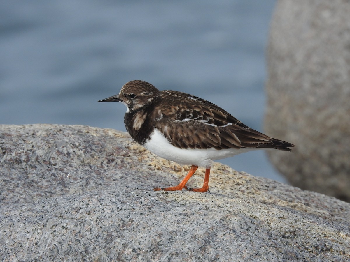 Ruddy Turnstone - ML542260441