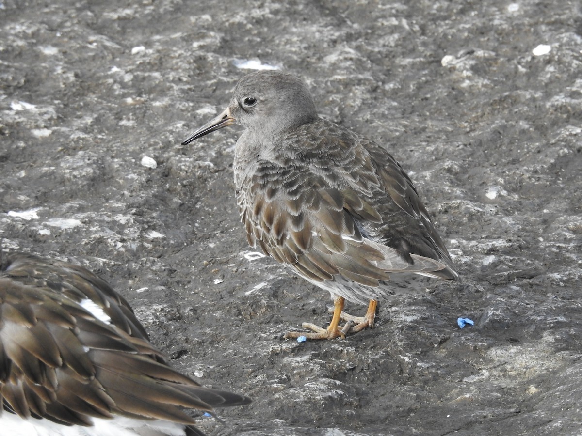 Purple Sandpiper - ML542260751