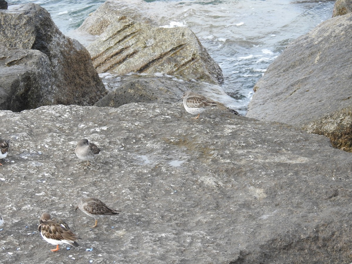 Purple Sandpiper - Lars Gonçalves