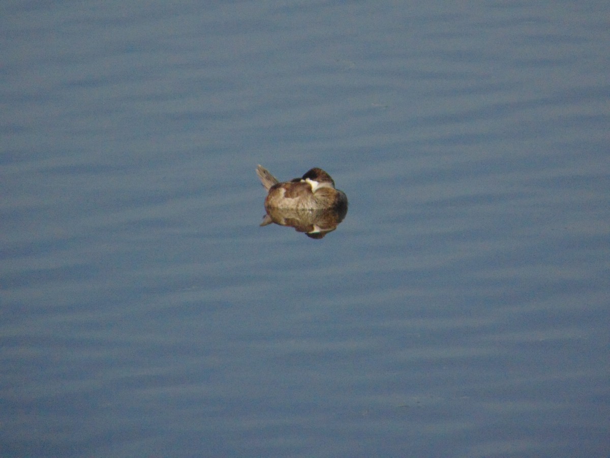 Ruddy Duck - ML542261311