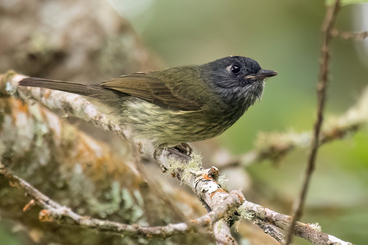 Streak-necked Flycatcher - ML542261421