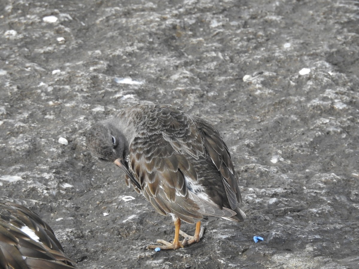 Purple Sandpiper - Lars Gonçalves