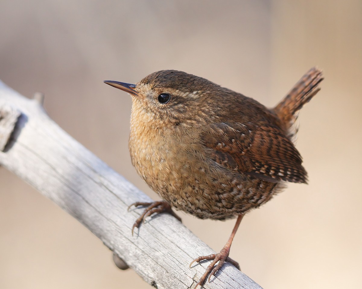 Pacific Wren - Doug Wedman