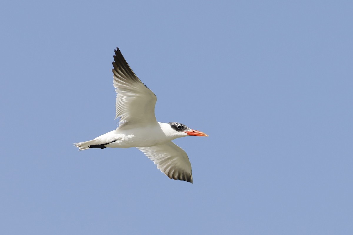 Royal Tern - Peggy Rudman