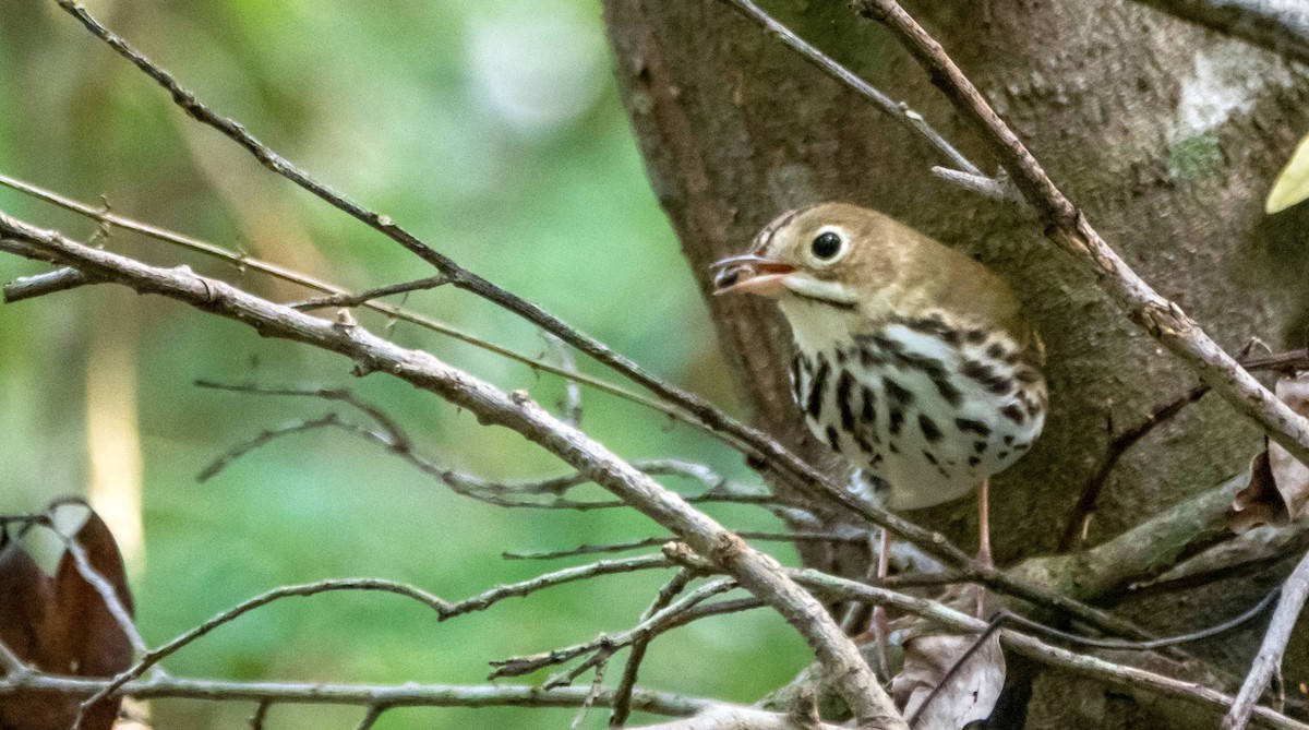 Ovenbird - Matt M.