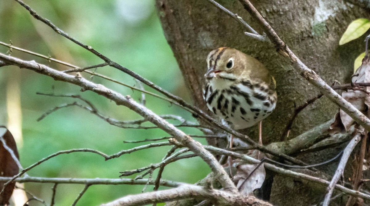 Ovenbird - ML542263001