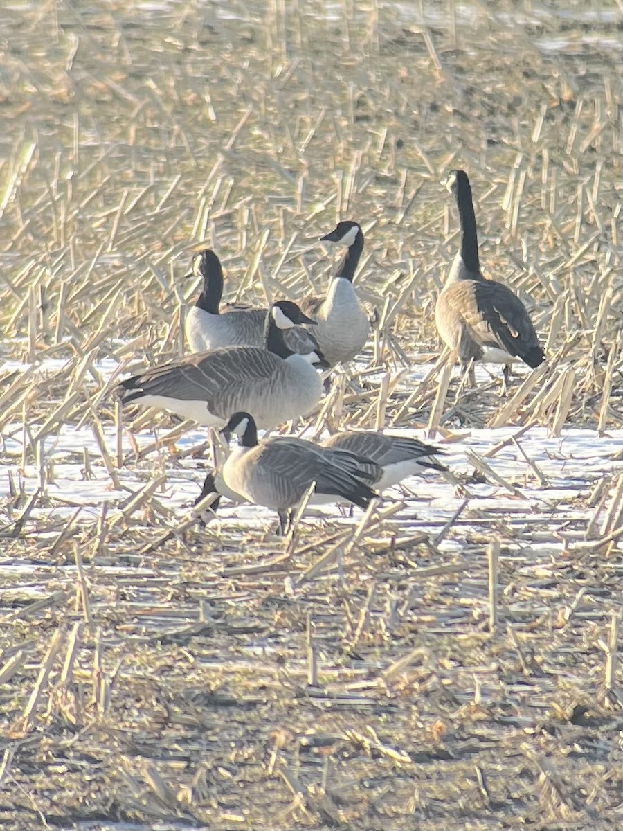 Cackling Goose (Richardson's) - ML542263091