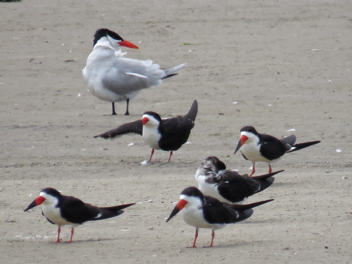 Caspian Tern - Lisa Cancade Hackett