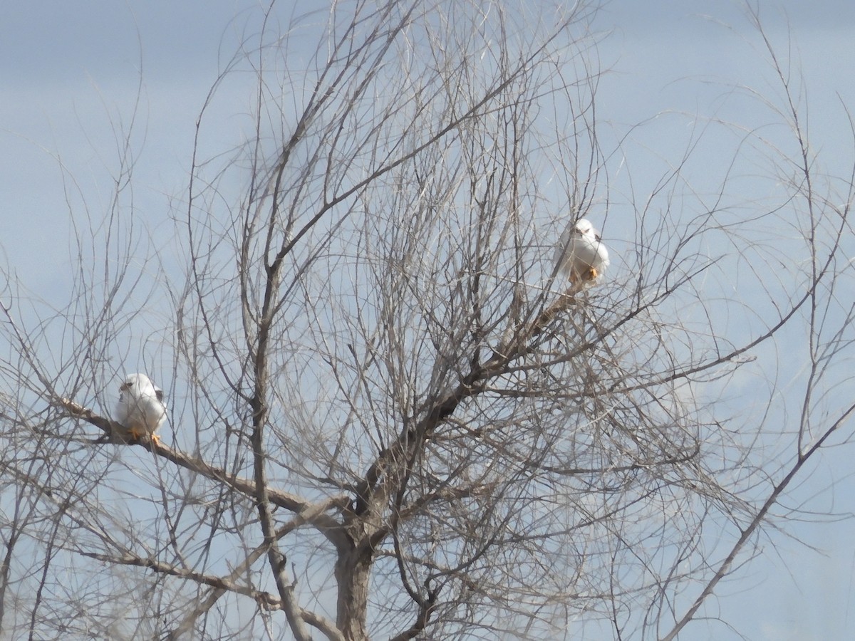 White-tailed Kite - ML542263751