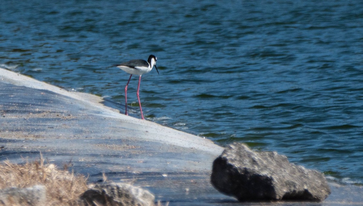 Black-necked Stilt - ML542264141