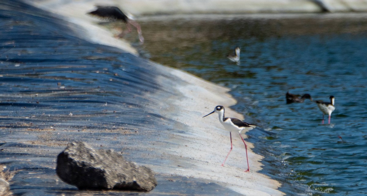 Black-necked Stilt - ML542264161