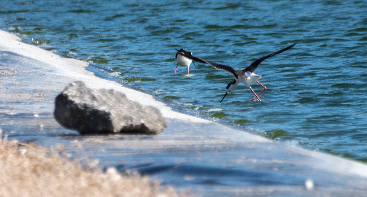 Black-necked Stilt - ML542264171