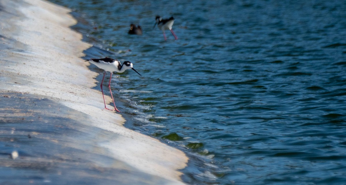 Black-necked Stilt - ML542264181