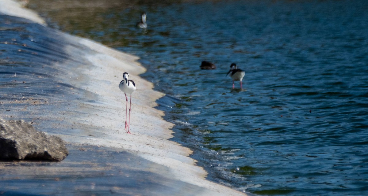 Black-necked Stilt - ML542264191