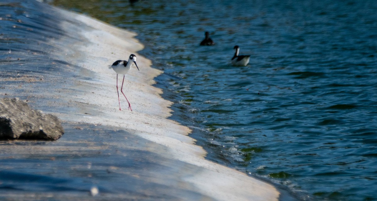 Black-necked Stilt - ML542264201