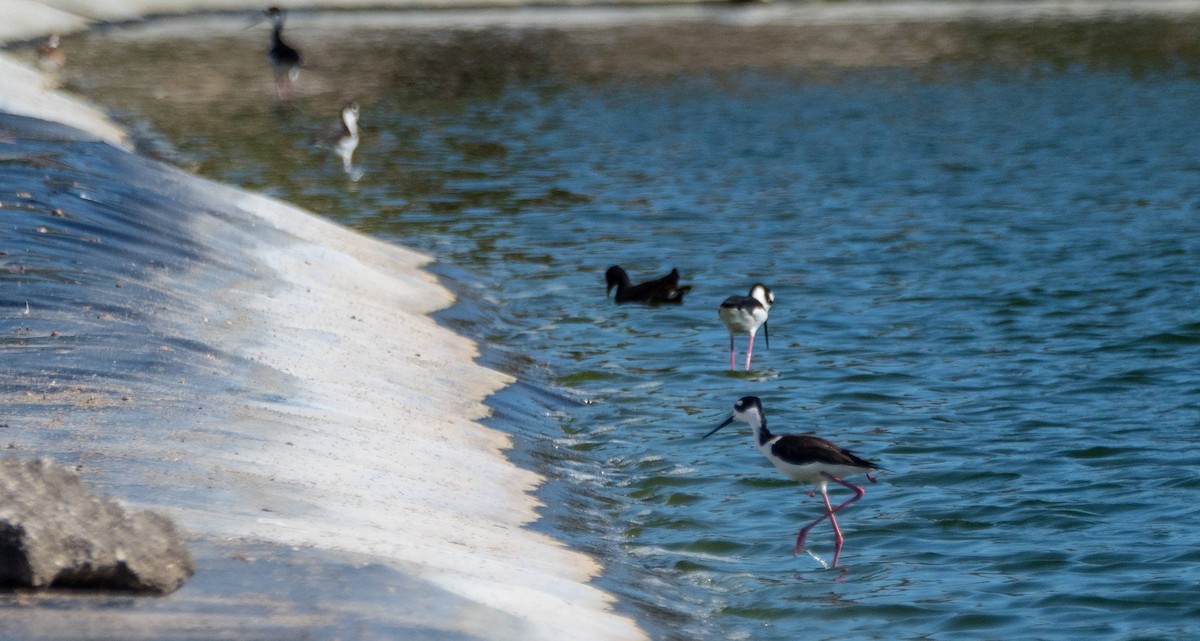 Black-necked Stilt - ML542264211