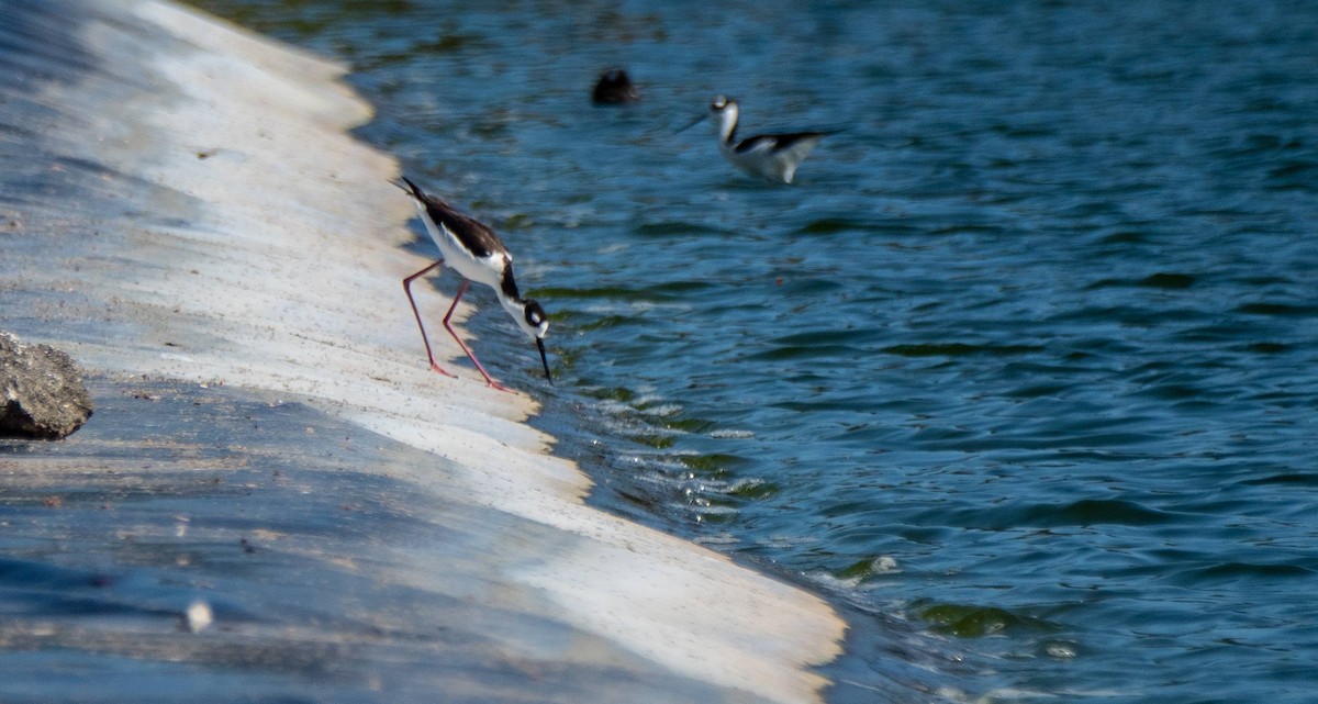 Black-necked Stilt - ML542264261