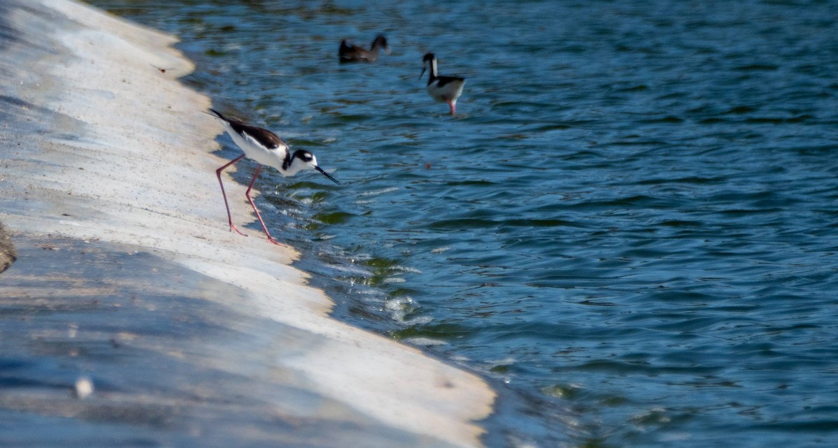 Black-necked Stilt - ML542264271