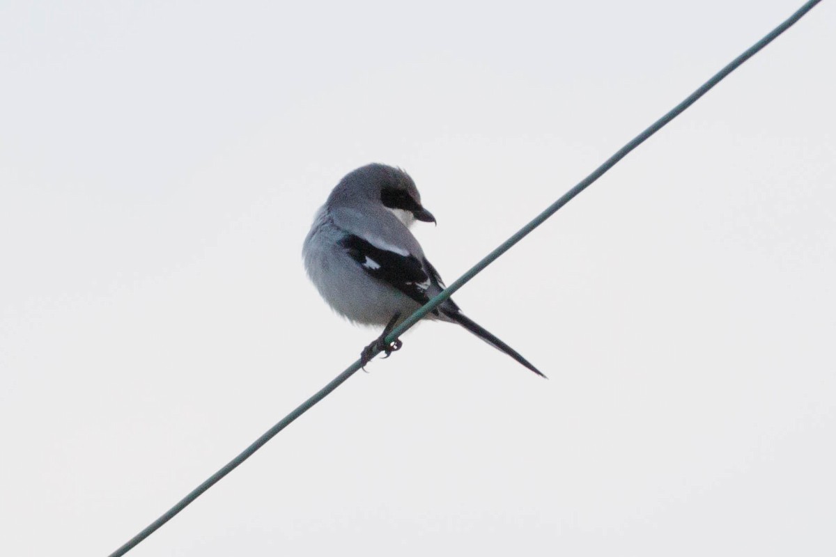 Loggerhead Shrike - Robert Bochenek