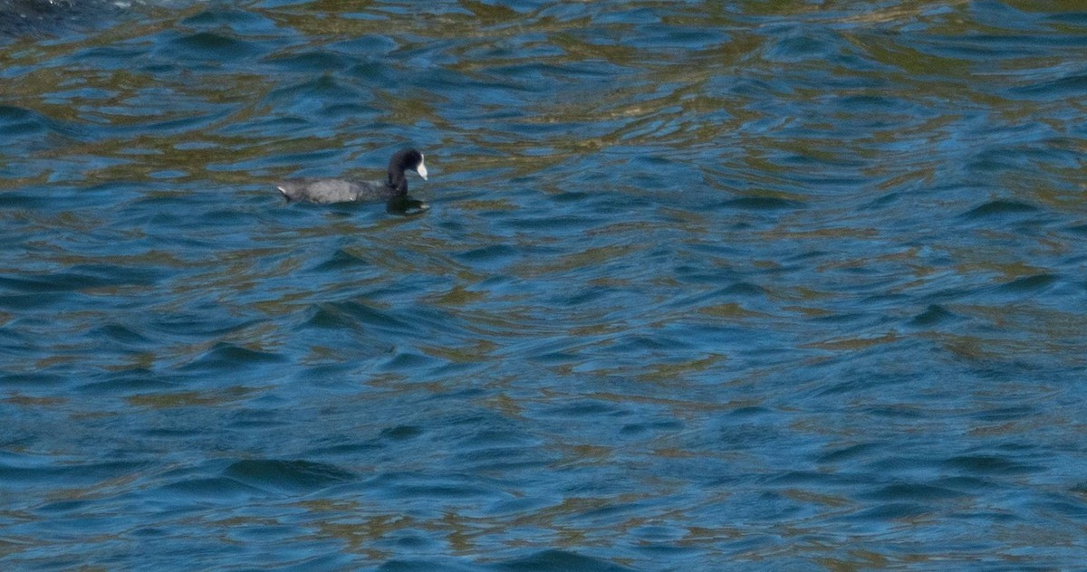 American Coot - ML542264411