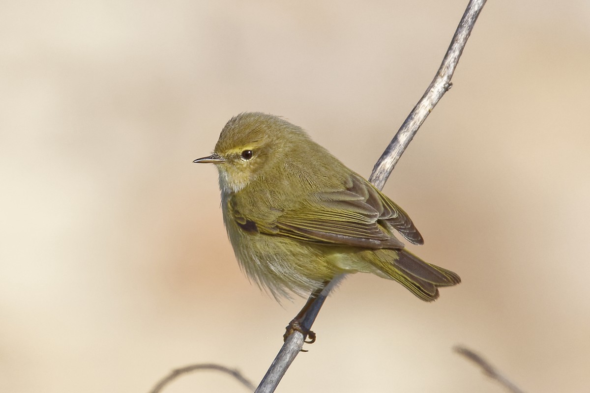 Mosquitero Común - ML542264591