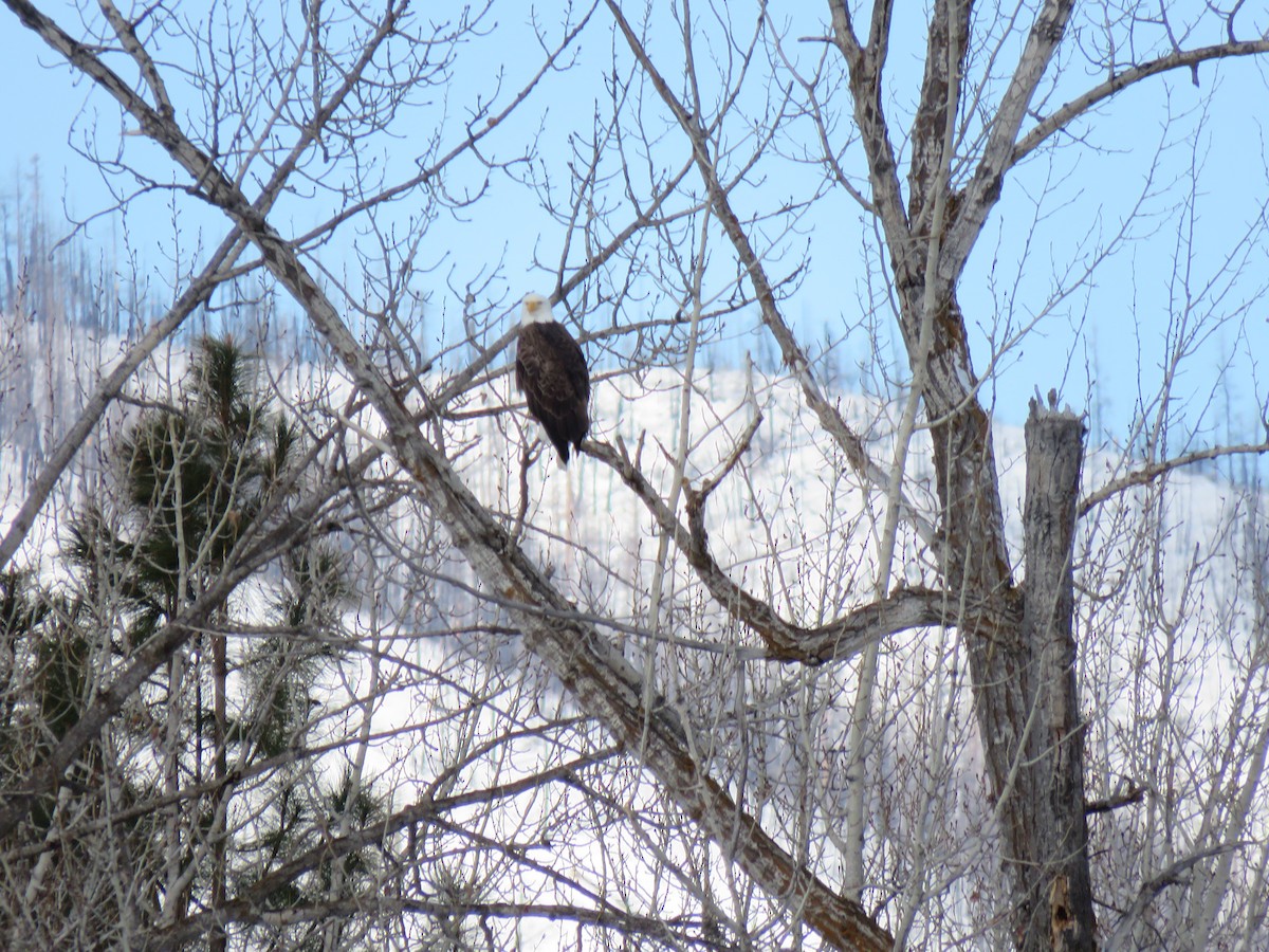 Bald Eagle - ML542264871