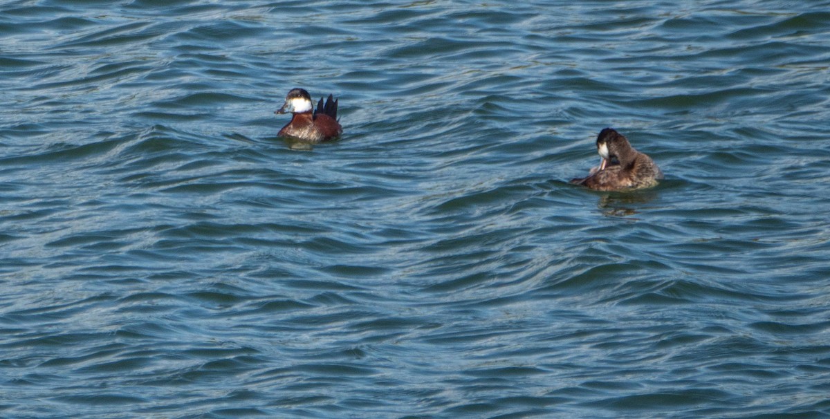 Ruddy Duck - ML542265031