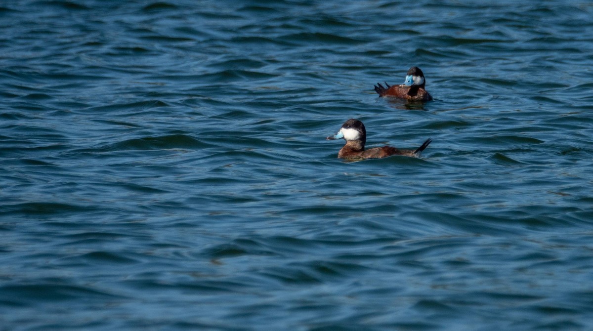 Ruddy Duck - ML542265061