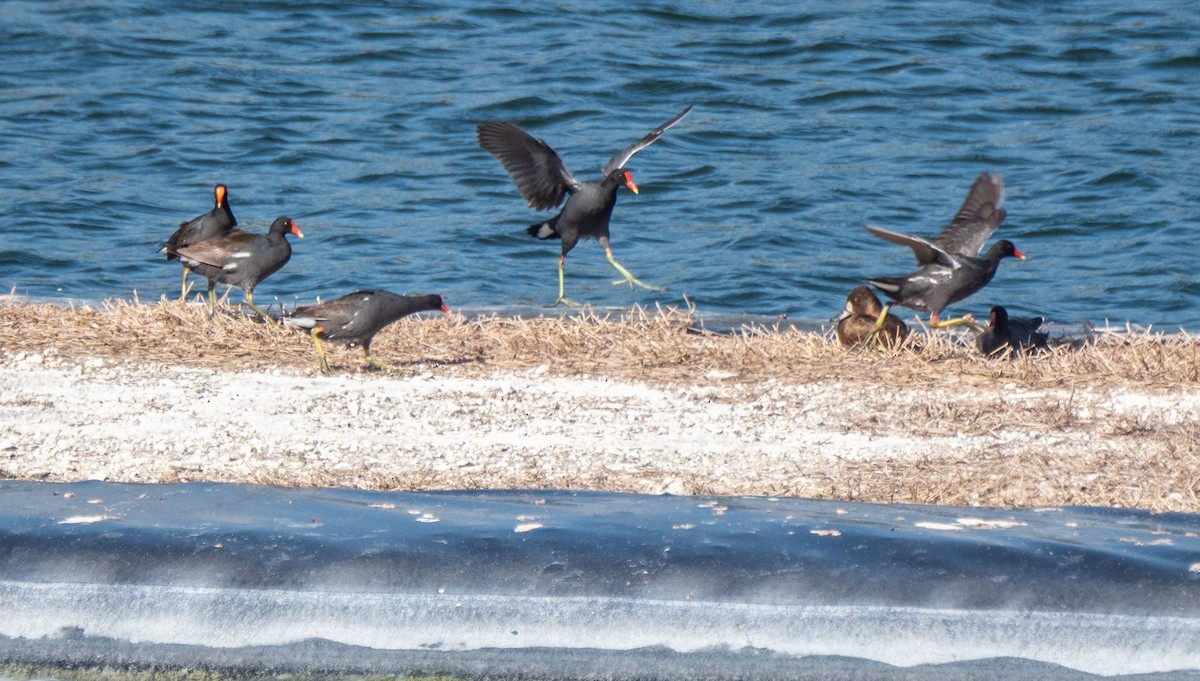 Lesser Scaup - ML542265191