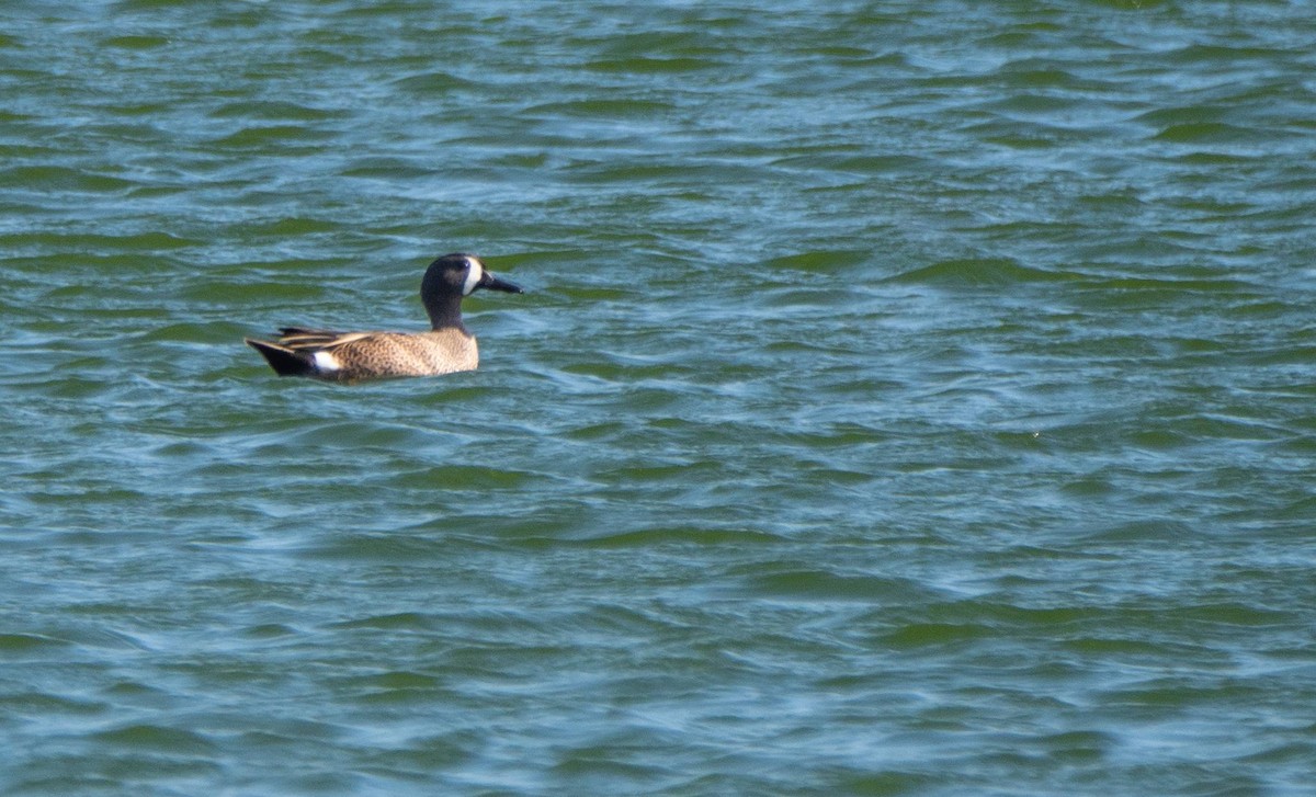 Blue-winged Teal - ML542265871