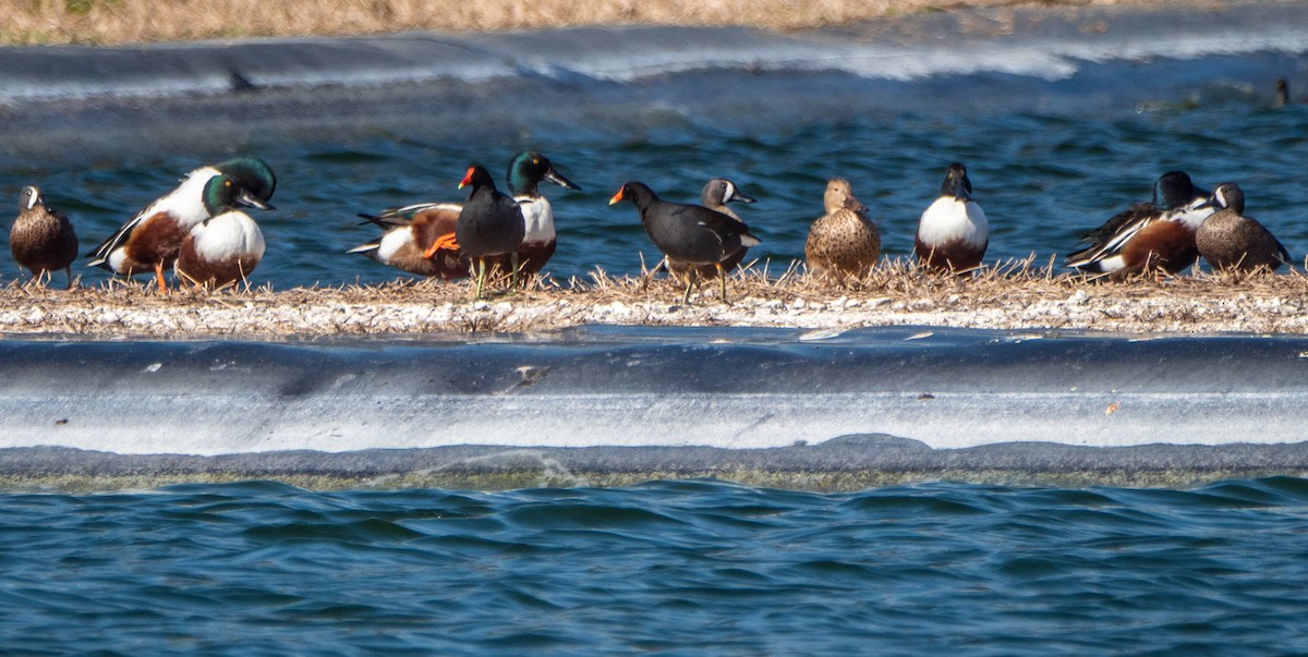 Blue-winged Teal - ML542265911