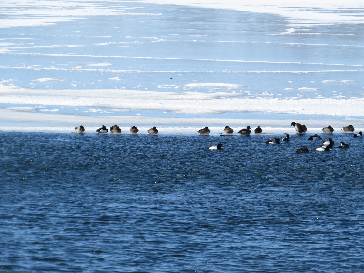 Tufted Duck - ML542265961