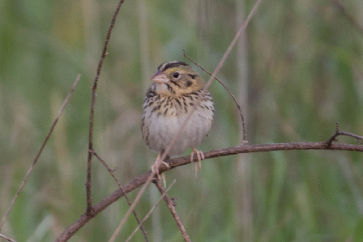 Henslow's Sparrow - Robert Bochenek