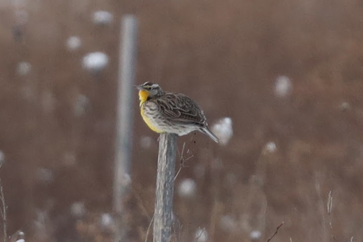 Western Meadowlark - ML542266481