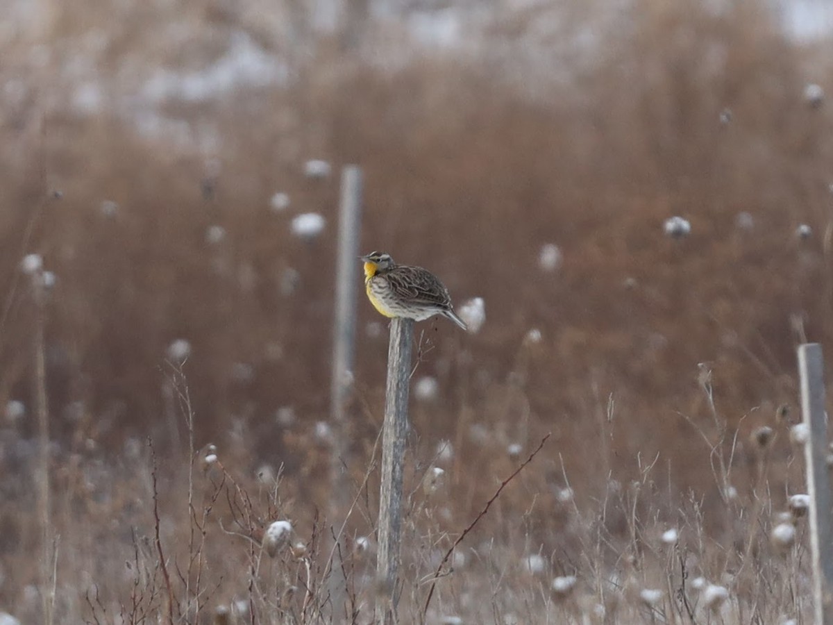 Western Meadowlark - ML542266491