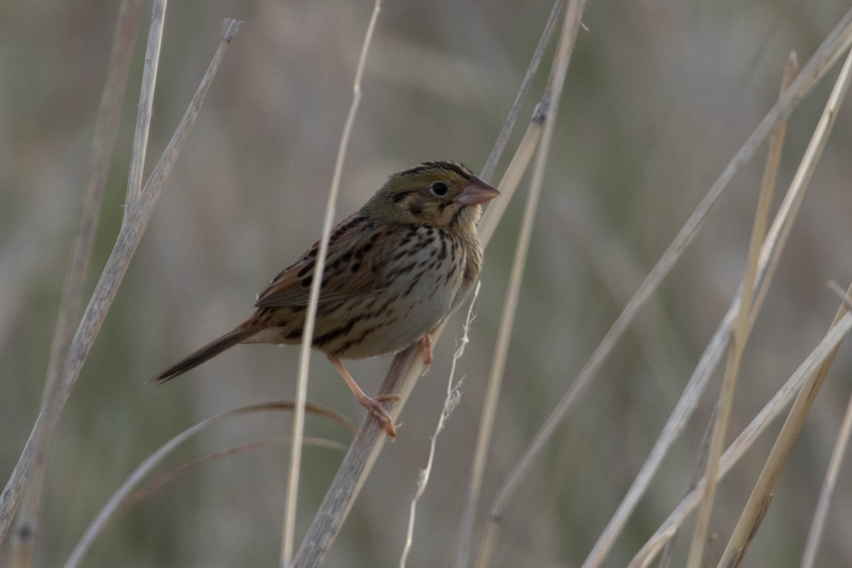 Henslow's Sparrow - ML54226661