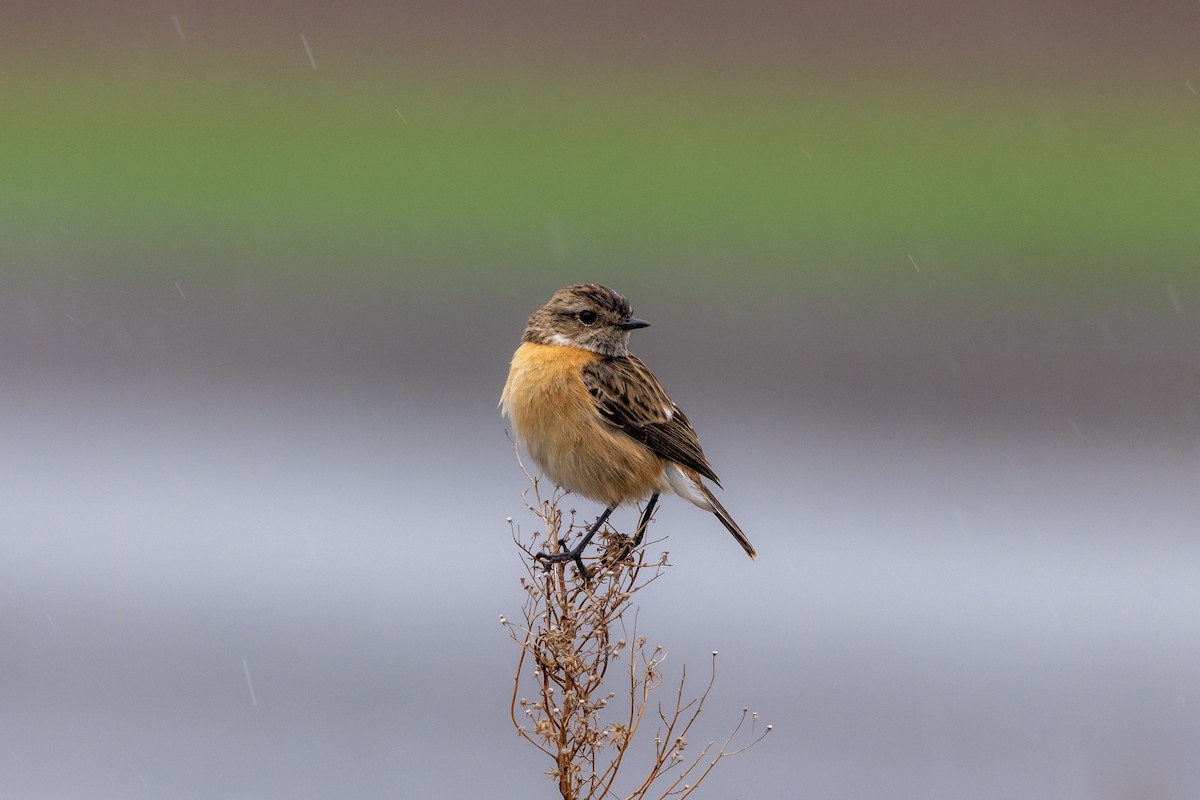 European Stonechat - ML542267081