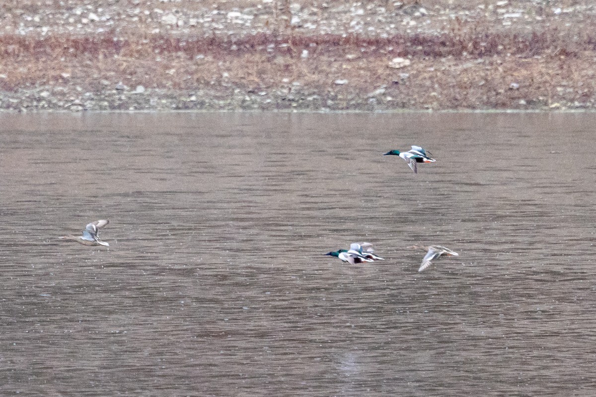 Northern Shoveler - ML542267161