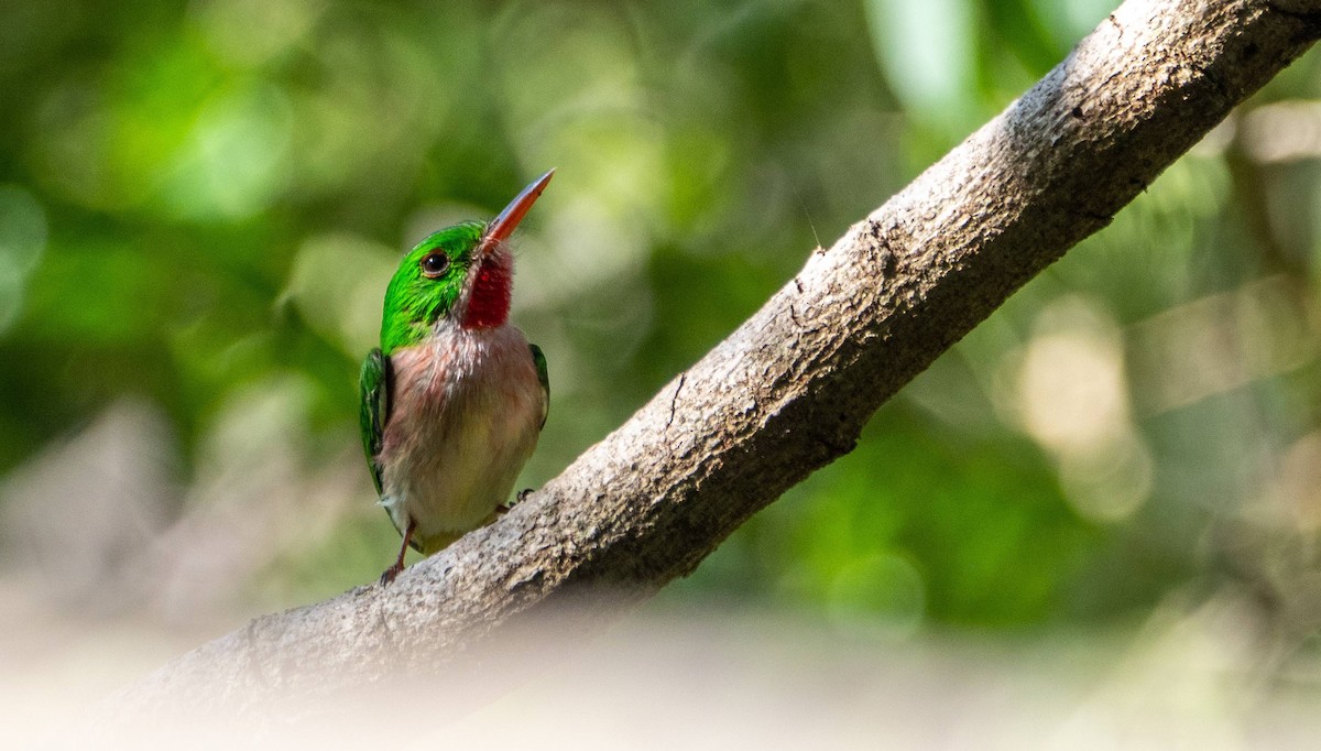 Broad-billed Tody - ML542267231