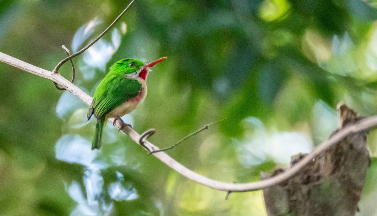 Broad-billed Tody - ML542267261