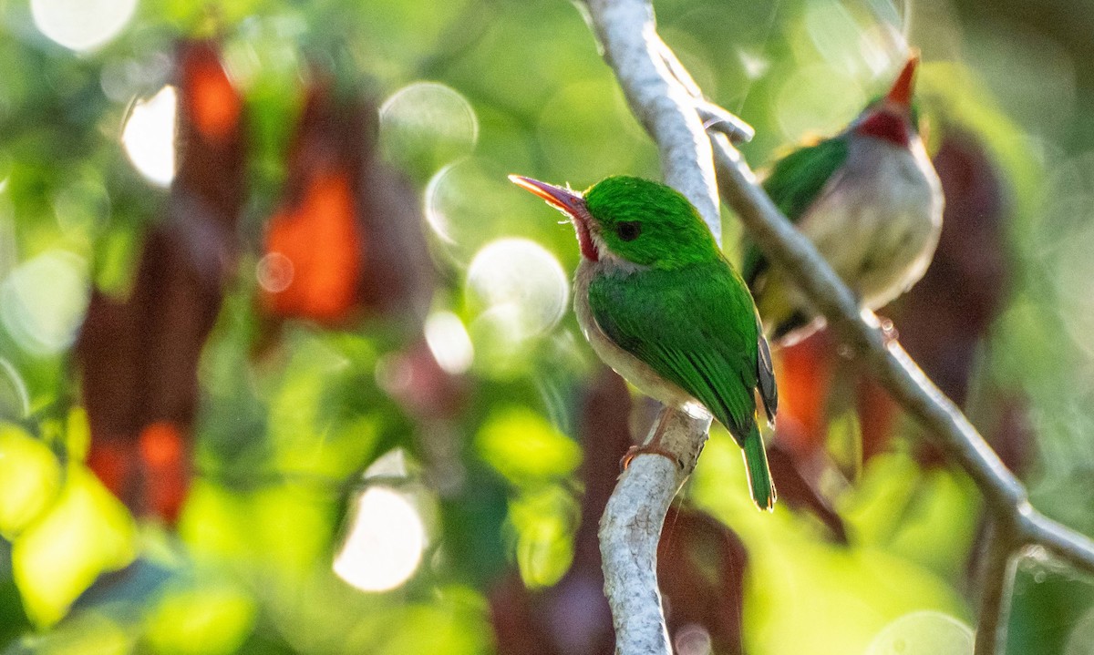 Broad-billed Tody - ML542267281