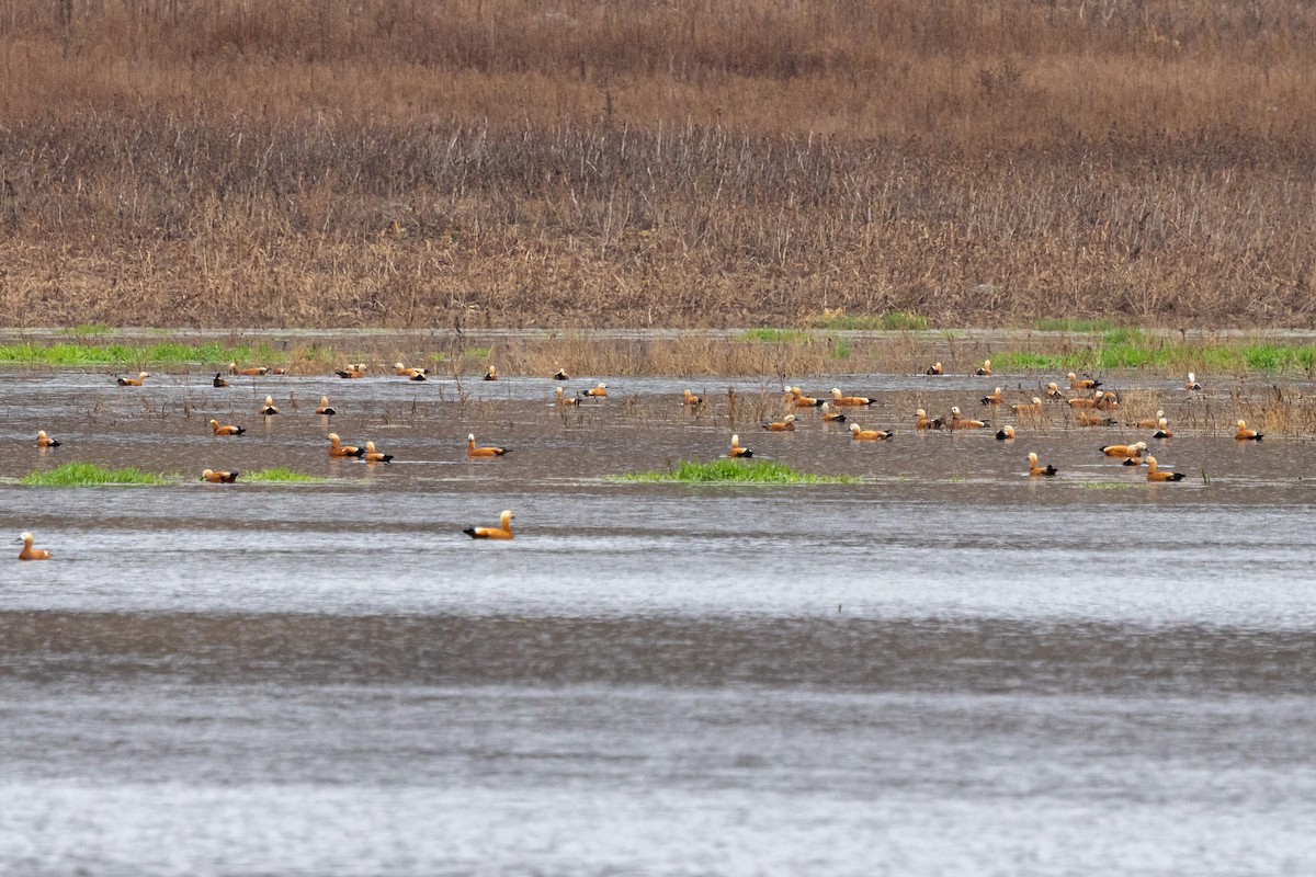 Ruddy Shelduck - ML542267361