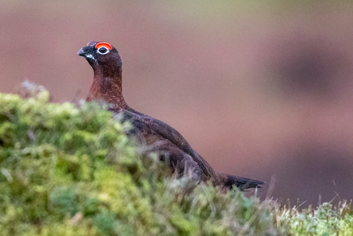 Willow Ptarmigan - ML542267711